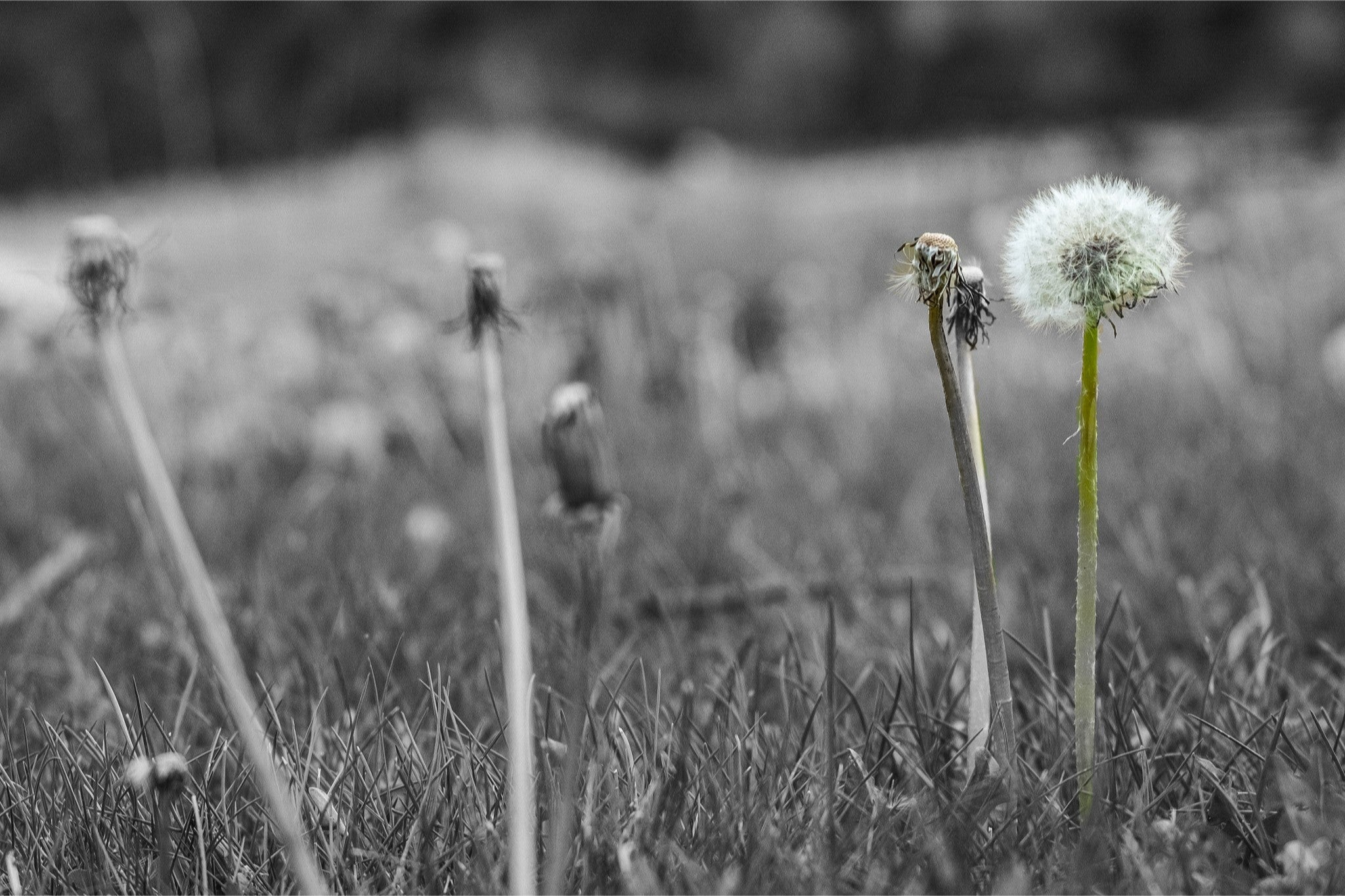 Against the Grey