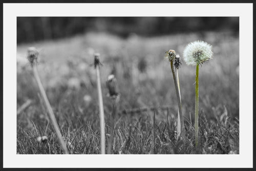 Against the Grey