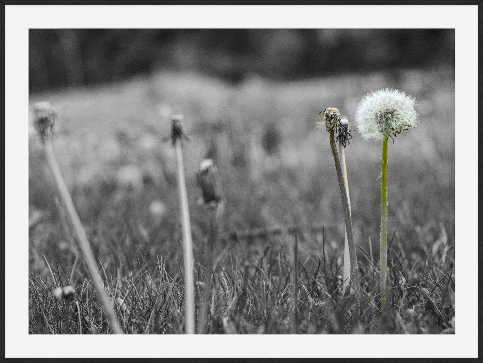 Against the Grey