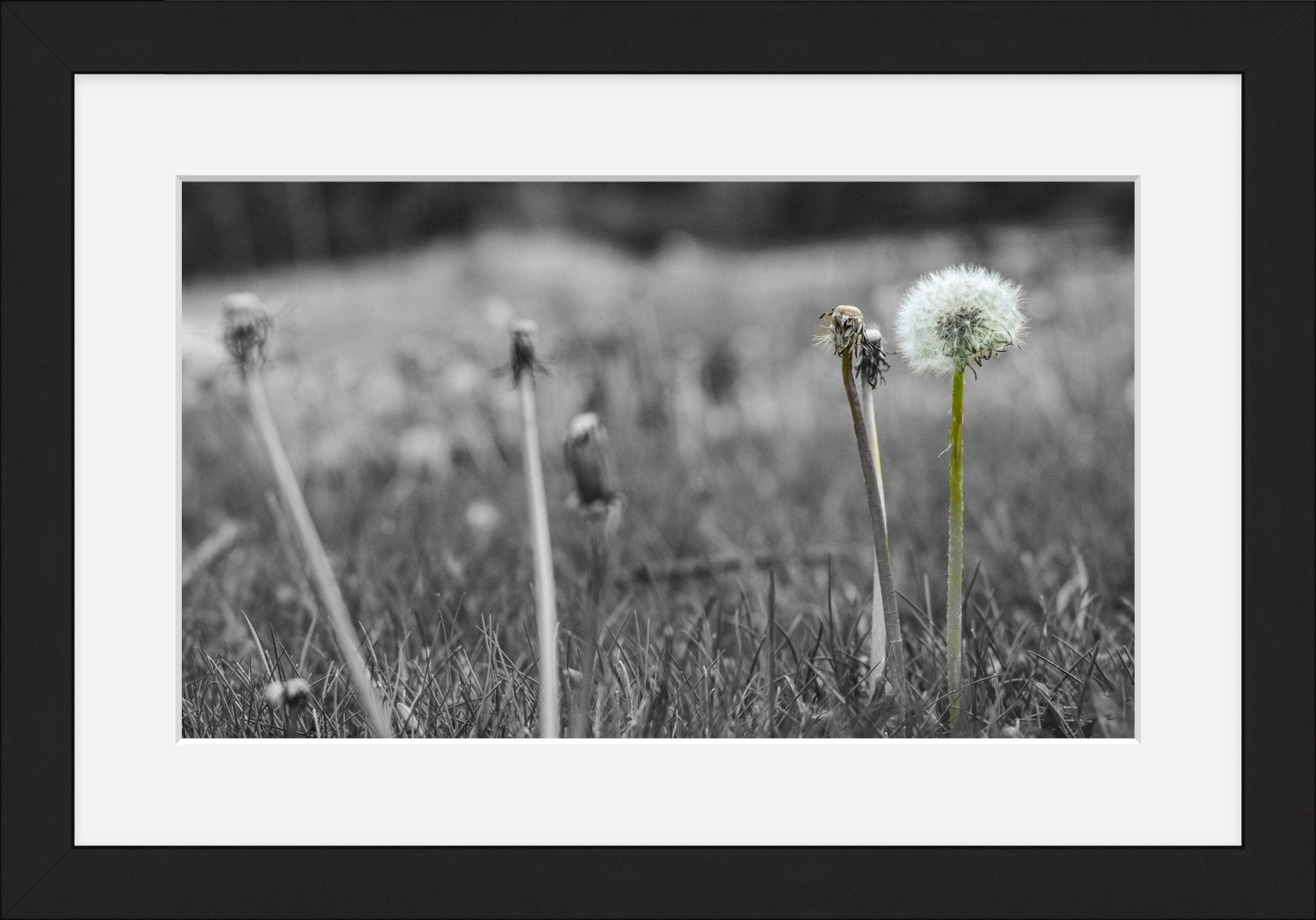 Against the Grey