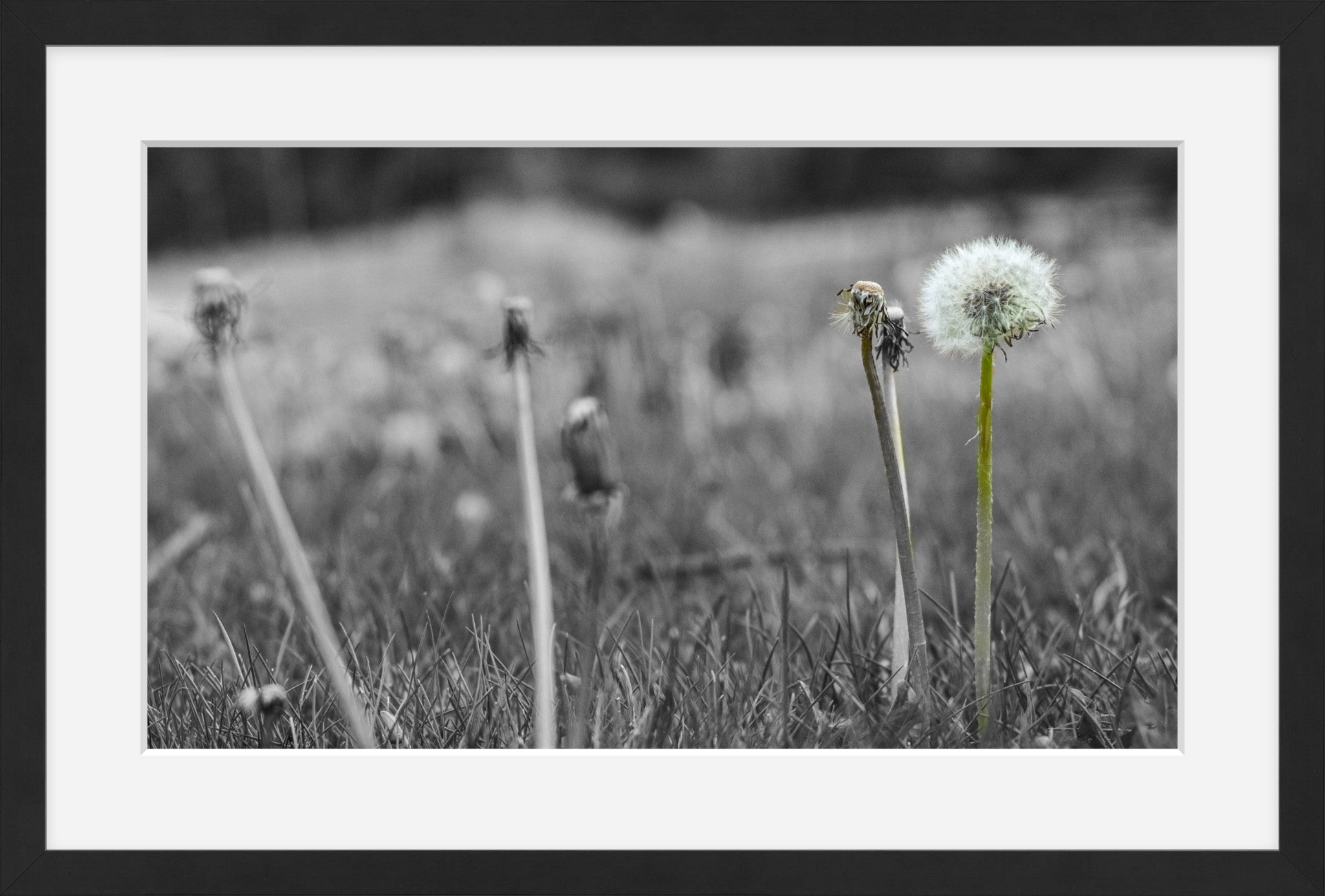 Against the Grey
