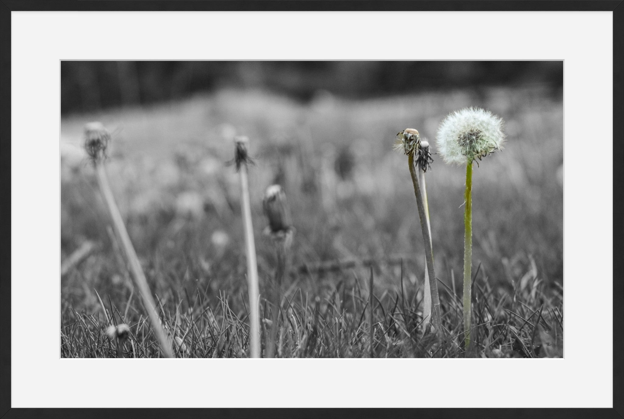 Against the Grey