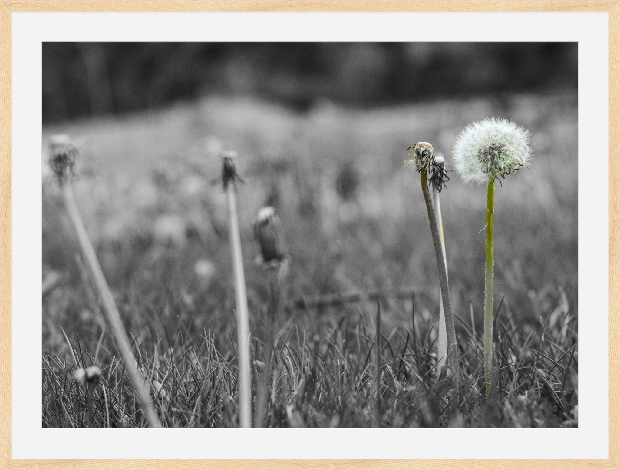 Against the Grey