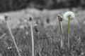 Against the Grey