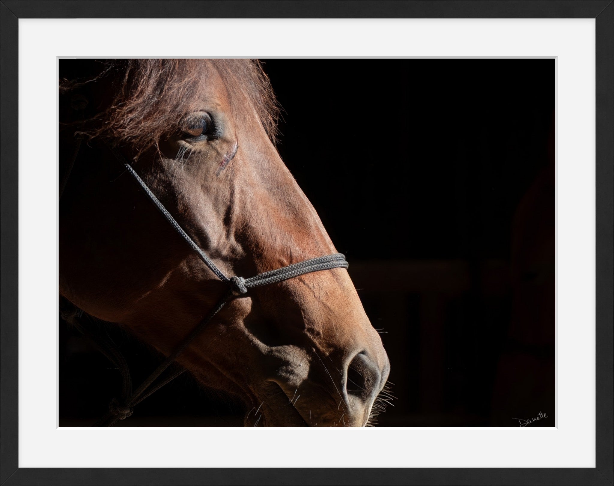 Ruth A Quiet Portrait of Equine Grace