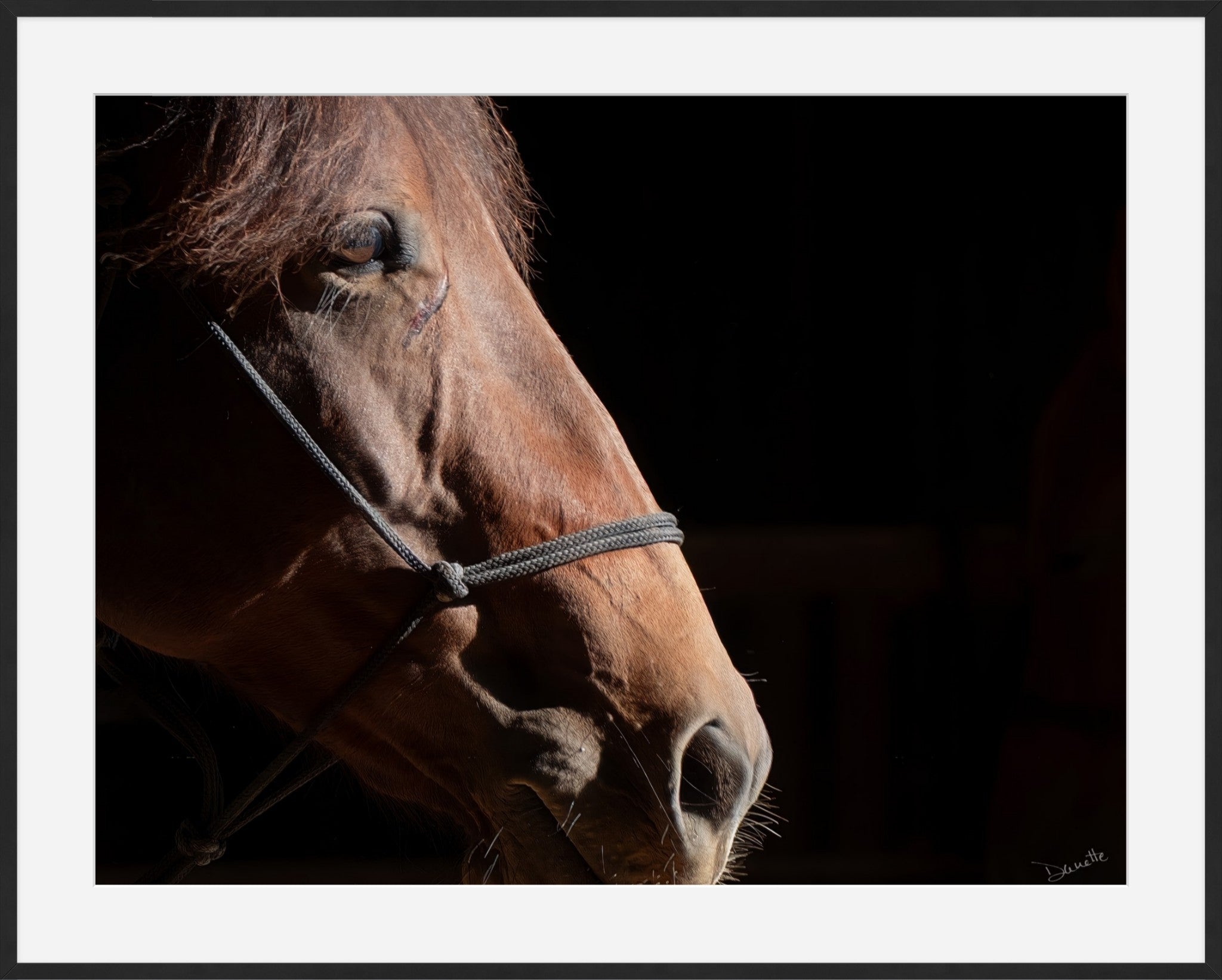 Ruth A Quiet Portrait of Equine Grace