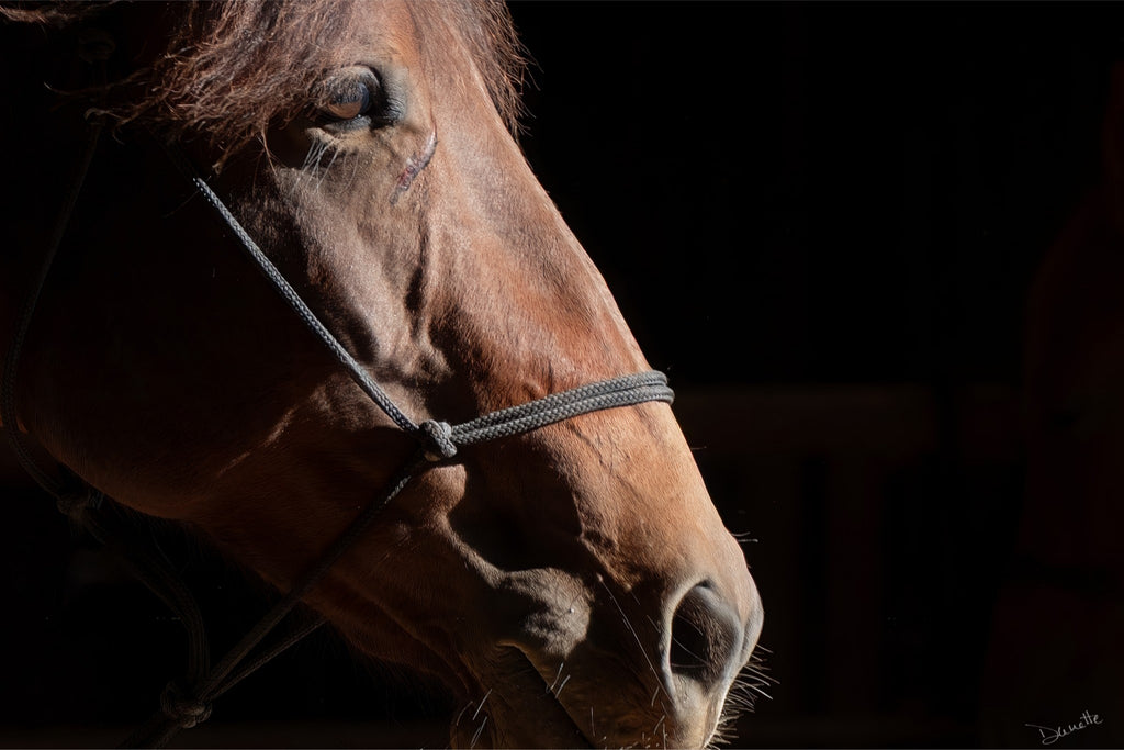 Ruth A Quiet Portrait of Equine Grace