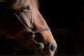 Ruth A Quiet Portrait of Equine Grace