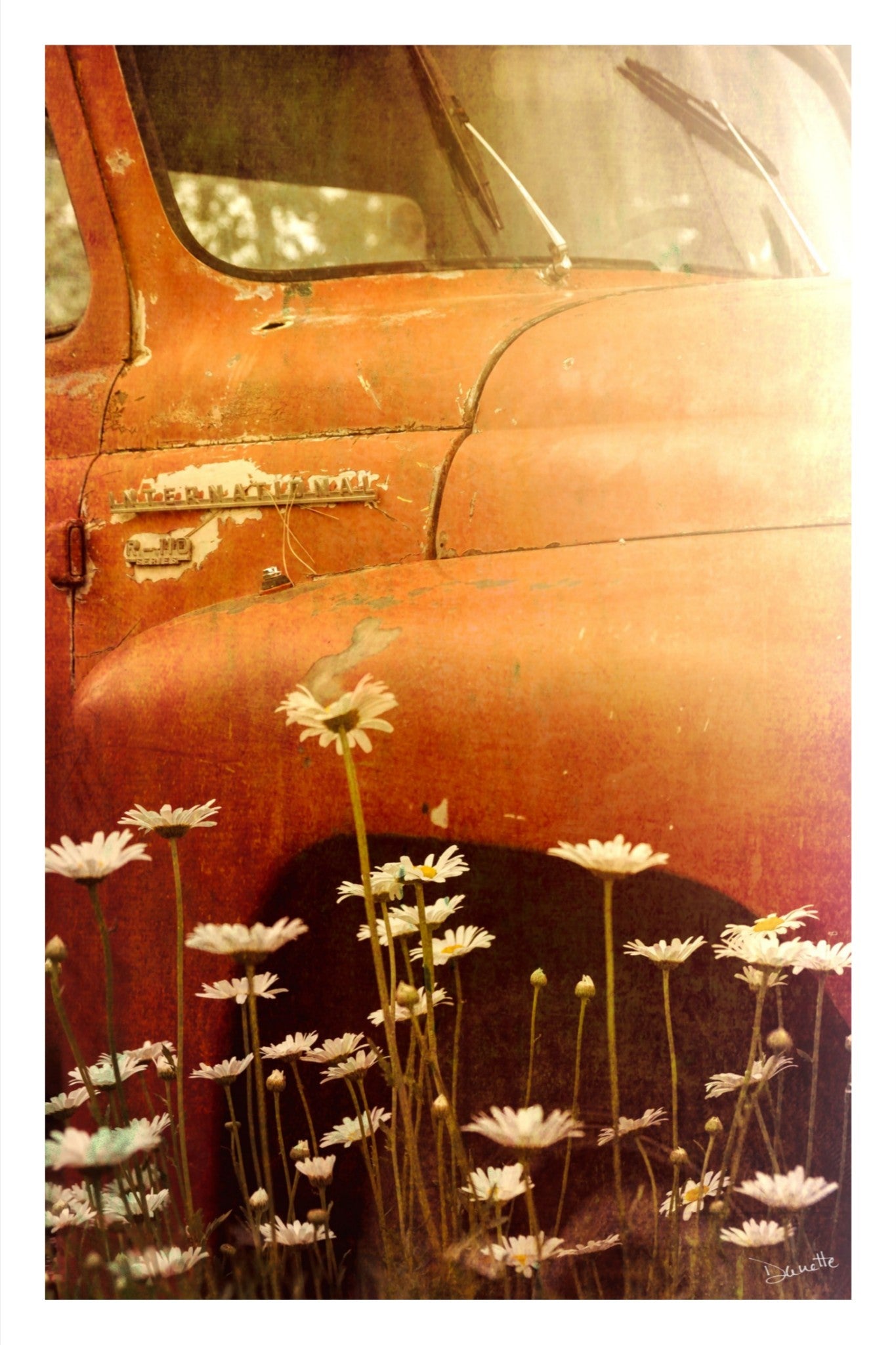 Rust and Petals