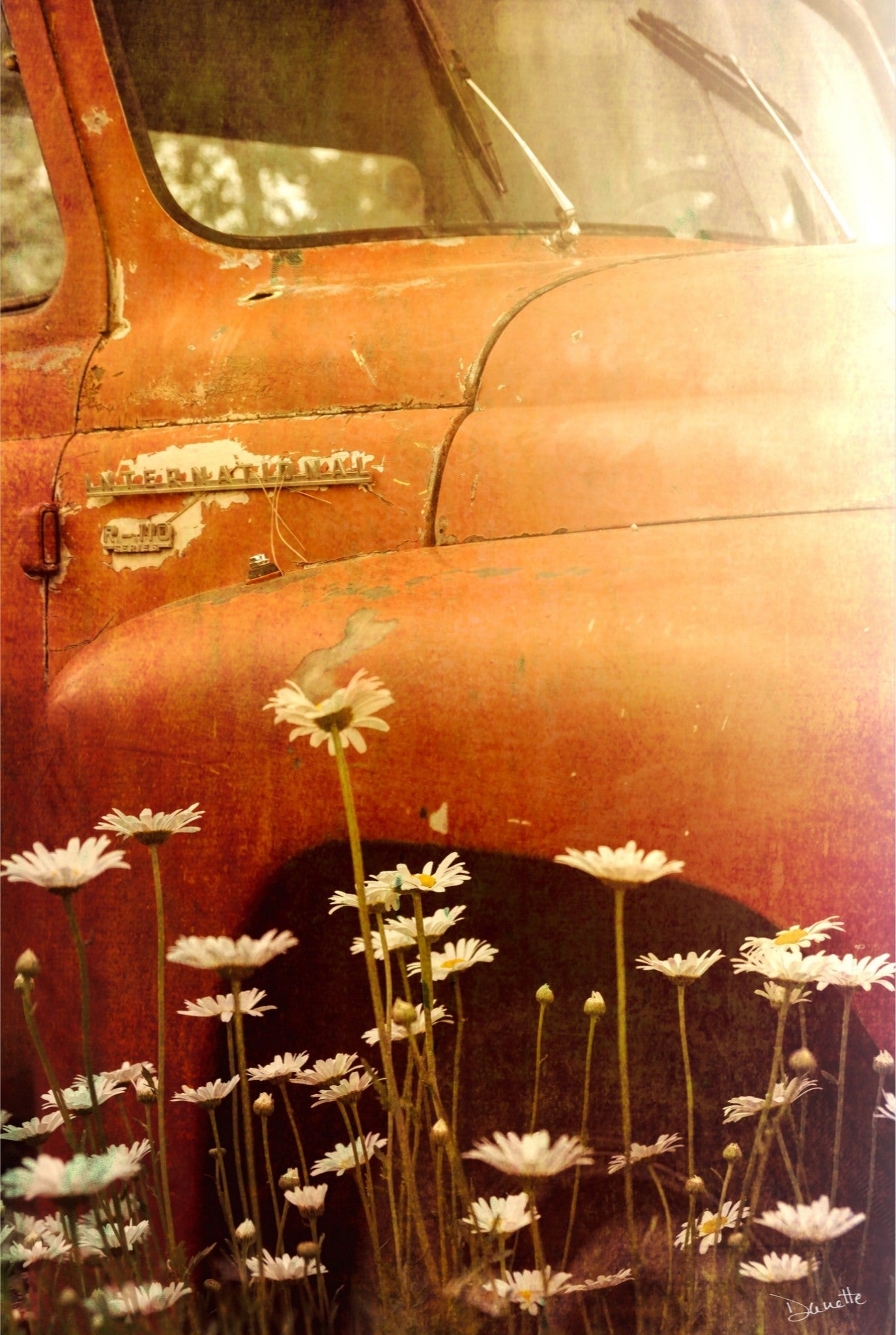 Rust and Petals