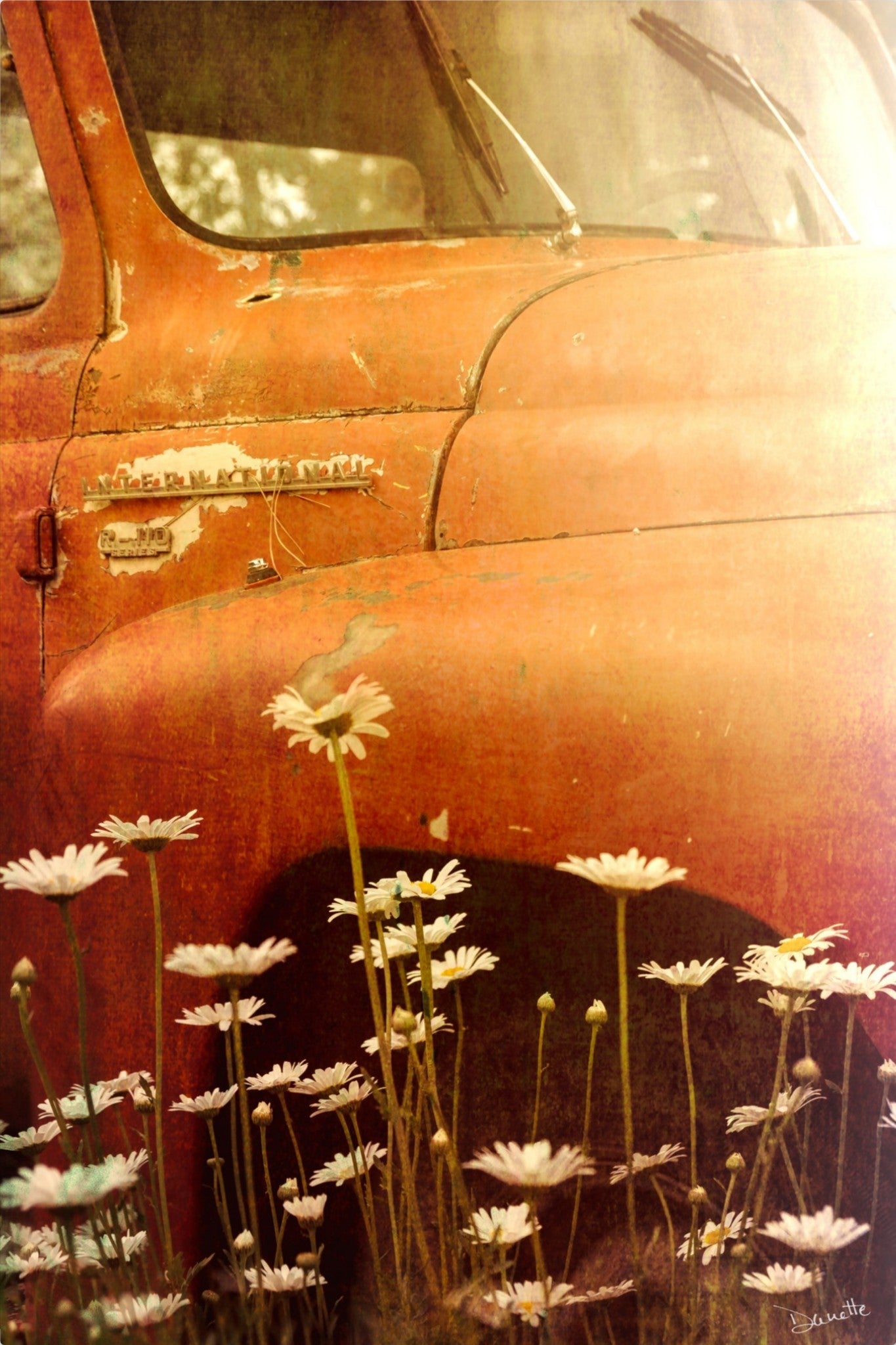 Rust and Petals